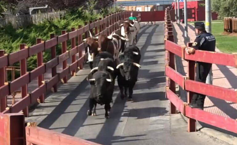 Antitaurinos celebran que Alcalá de Henares se quede sin toros ni encierros en las Ferias este año