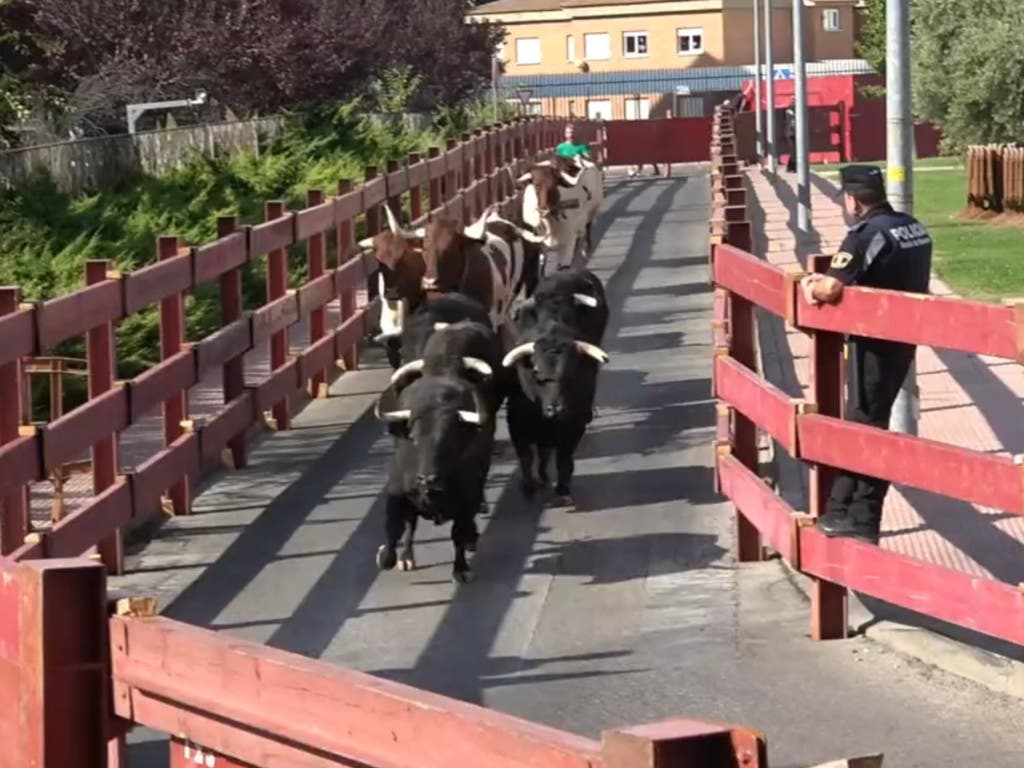 Antitaurinos celebran que Alcalá de Henares se quede sin toros ni encierros en las Ferias este año