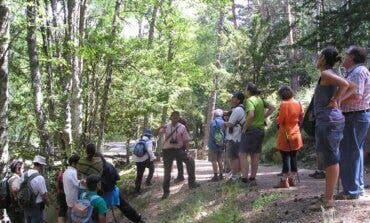 Logran clonar árboles singulares de Alcalá, Coslada y Rivas que sufrieron daños durante Filomena