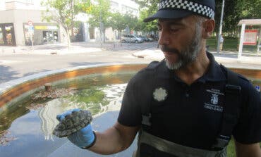 Encuentran en Torrejón 11 galápagos de Florida abandonados en una fuente