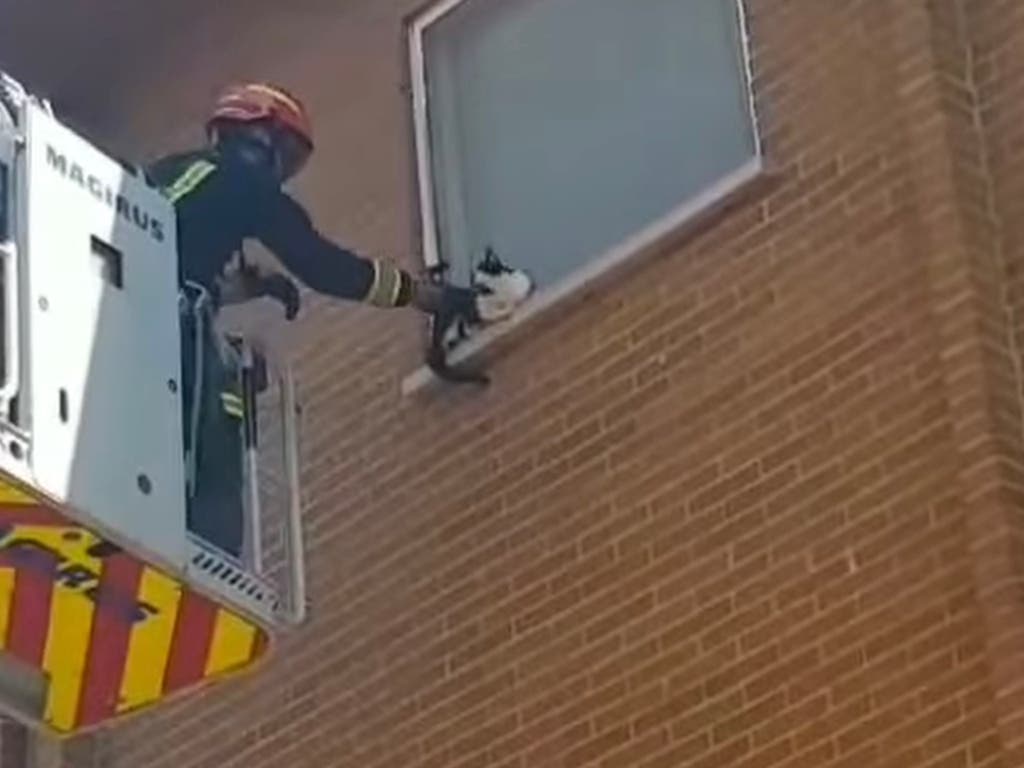 Los Bomberos rescatan a un gato atrapado en una ventana en Velilla de San Antonio 