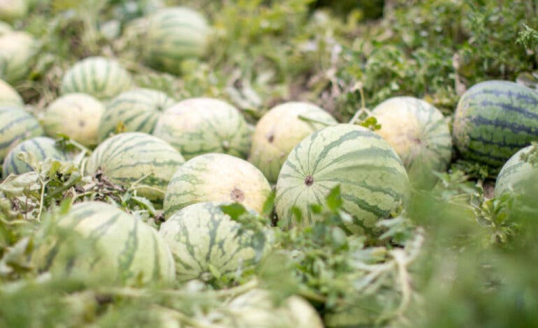 Mercadona refuerza su apuesta por la sandía nacional y prevé comprar 115.000 toneladas en 2024