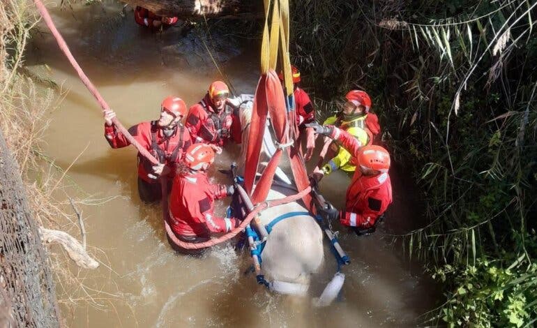 Rescatan en Alcalá de Henares a una yegua atrapada en el caz del antiguo Molino de la Esgaravita