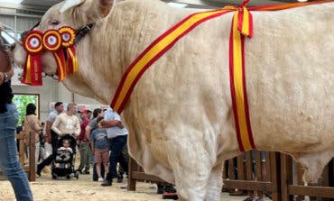 Un ejemplar bovino madrileño de raza charolesa, premiado en la mayor feria agropecuaria de España