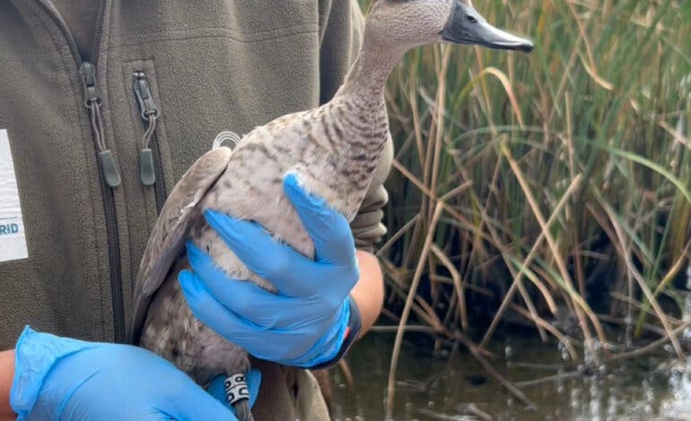 Liberan en Rivas dos patos en peligro crítico de extinción criados por la Comunidad de Madrid