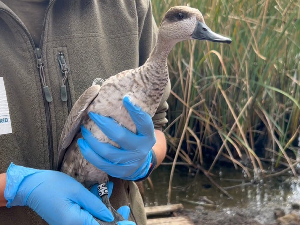 Liberan en Rivas dos patos en peligro crítico de extinción criados por la Comunidad de Madrid