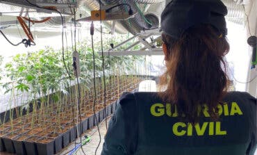 La Guardia Civil desmantela una plantación de marihuana en la A-2