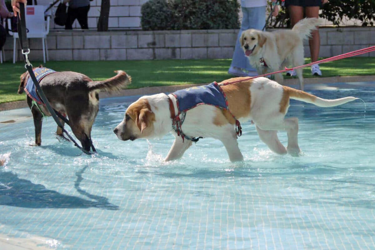 Vuelve el «Chapuzón perruno» en las piscinas de Paracuellos 