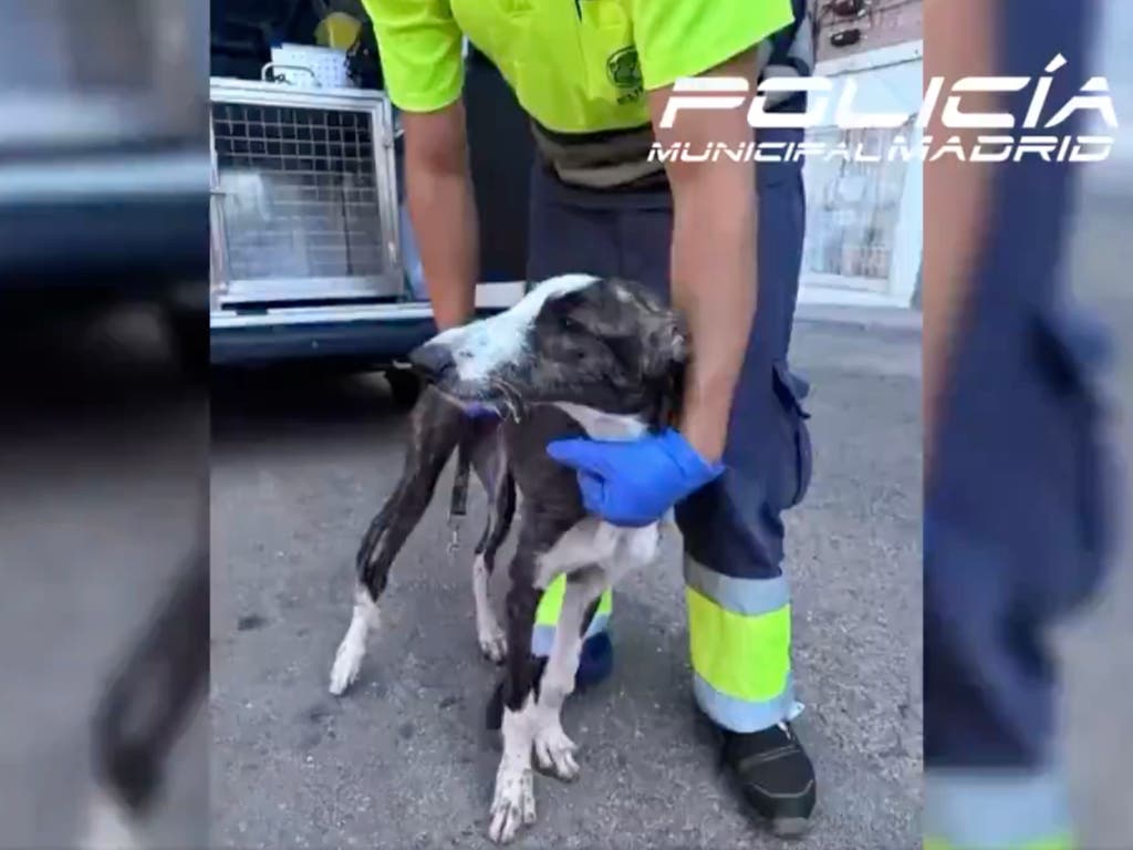 Rescatan a un cachorro de galgo que llevaba un mes abandonado en una furgoneta en Puente de Vallecas 