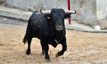 Un hombre sufre una cornada en una pierna en un encierro en Guadalajara