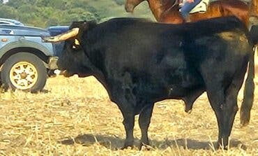 PACMA responsabiliza a la Junta y al Ayuntamiento de El Casar de la muerte de un joven en un encierro