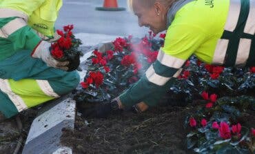 Arganda inicia la plantación de 11.000 flores de temporada en diferentes puntos de la ciudad 