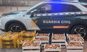 La Guardia Civil incauta otros 150 kilos de níscalos en Guadalajara 