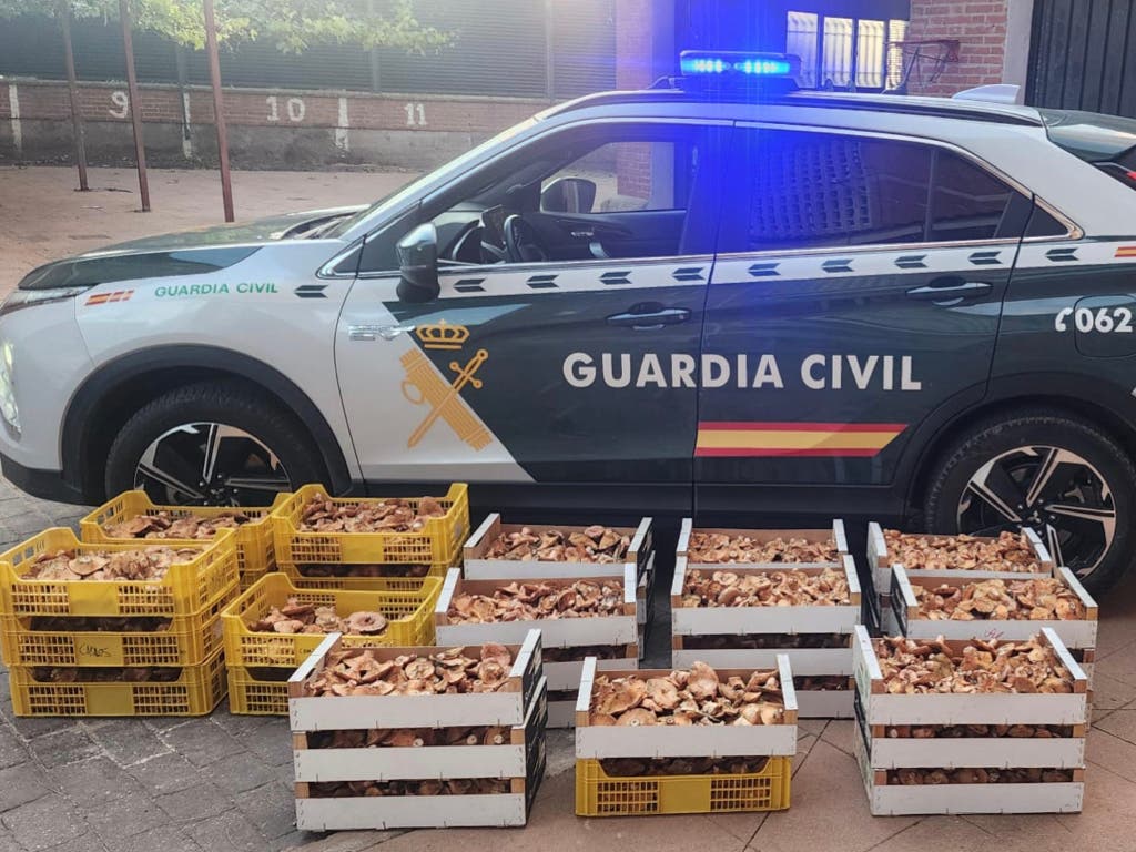 La Guardia Civil incauta otros 150 kilos de níscalos en Guadalajara 