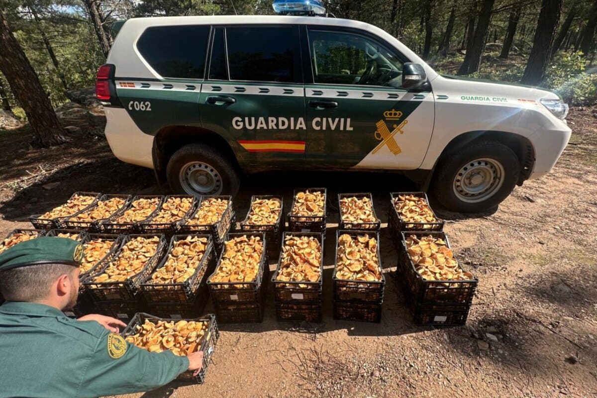 Primera gran incautación de níscalos de la temporada en la provincia de Guadalajara