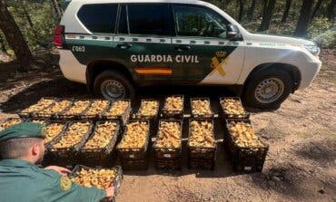 Primera gran incautación de níscalos de la temporada en la provincia de Guadalajara
