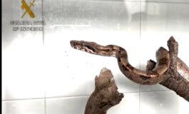 Hallan en un domicilio de Villalbilla una boa constrictor que llevaba varios meses sin comer