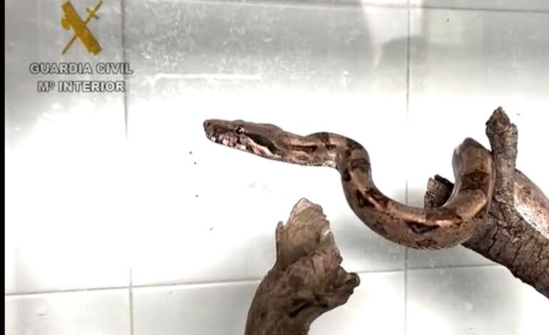 Hallan en un domicilio de Villalbilla una boa constrictor que llevaba varios meses sin comer