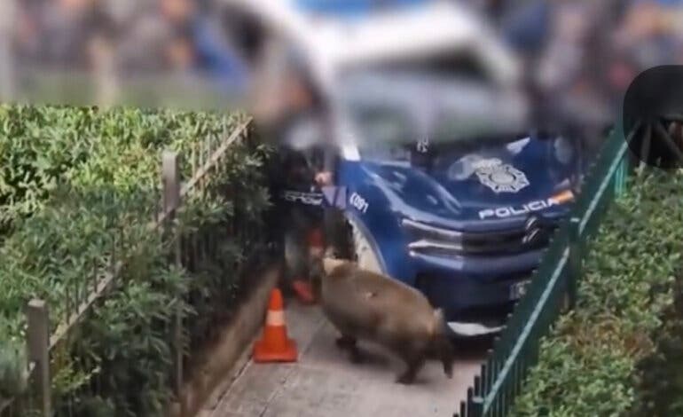 Un jabalí desata el pánico en Entrevías y es abatido por la Policía 