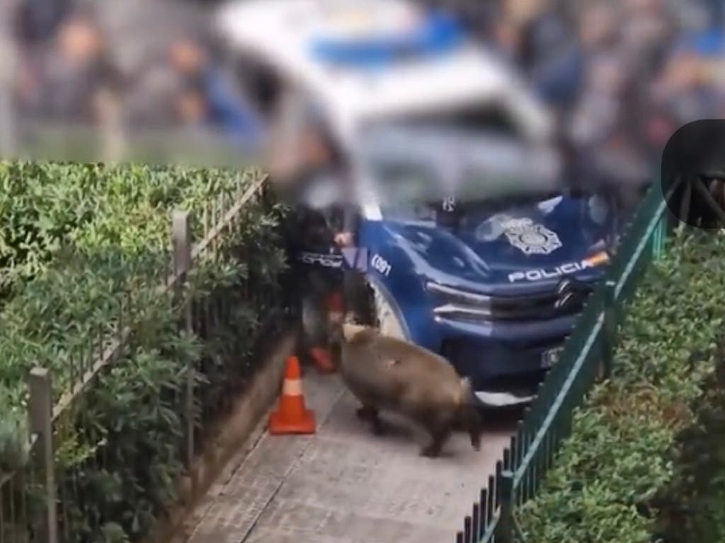 Un jabalí desata el pánico en Entrevías y es abatido por la Policía 