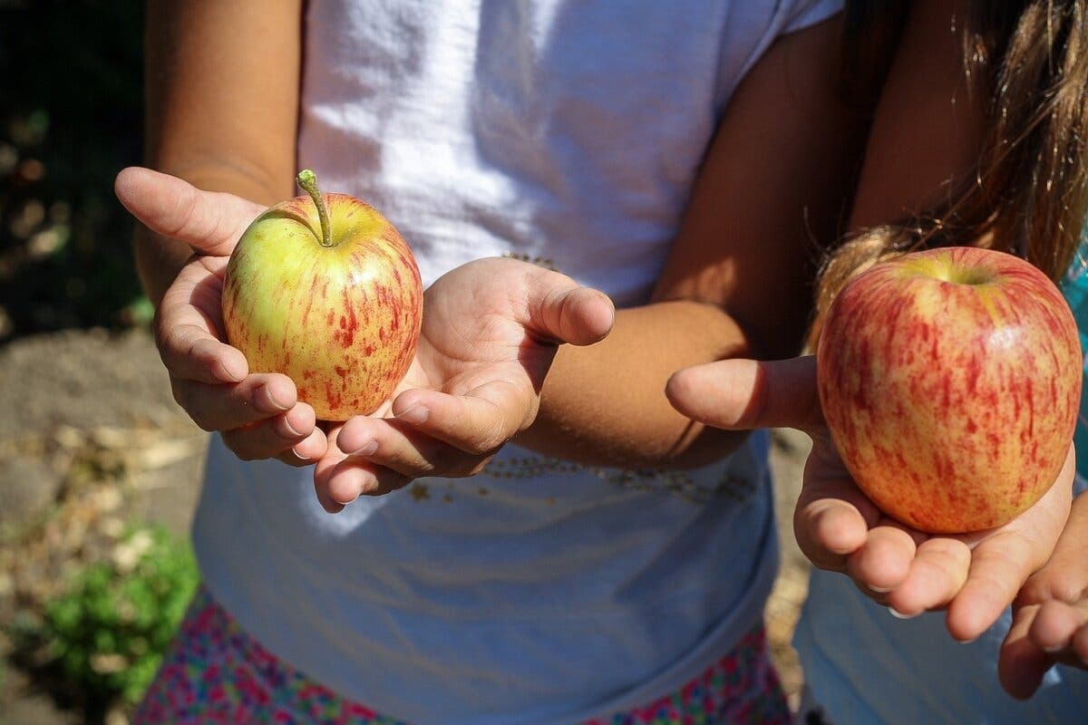 La Comunidad de Madrid destina 2 millones de euros para distribuir frutas y hortalizas entre los alumnos de colegios e institutos