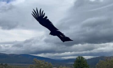 Madrid duplica la población de buitre negro, una de las aves más amenazadas de Europa