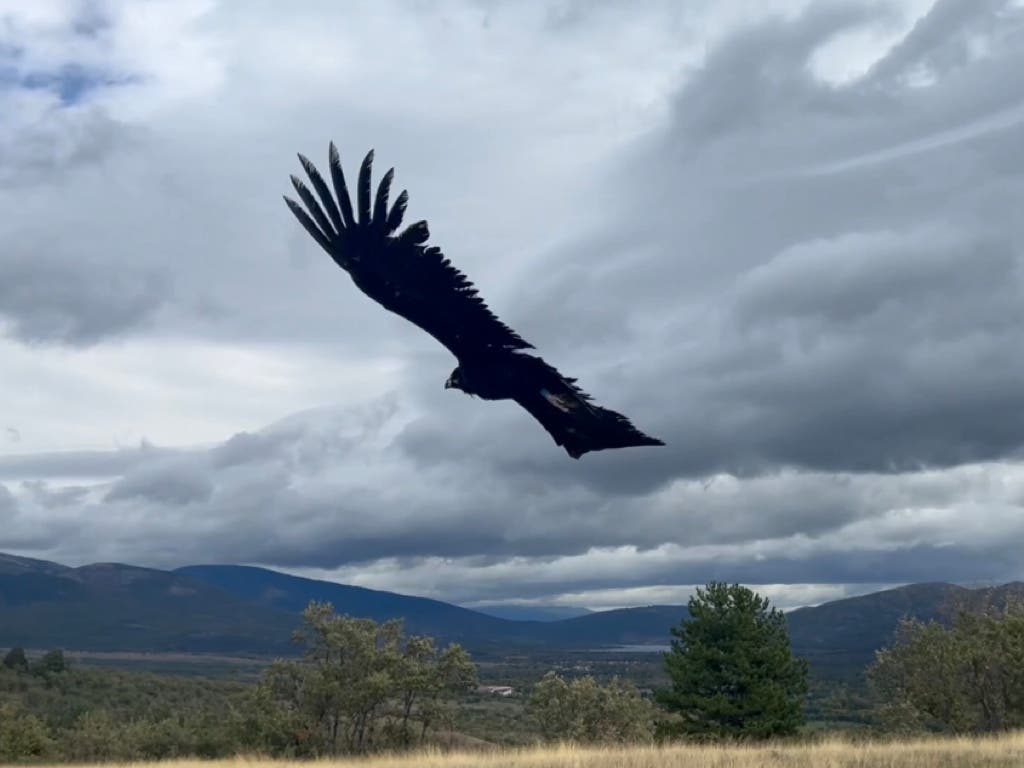 Madrid duplica la población de buitre negro, una de las aves más amenazadas de Europa
