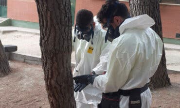 Coslada pone en marcha un plan de prevención de la plaga de procesionaria