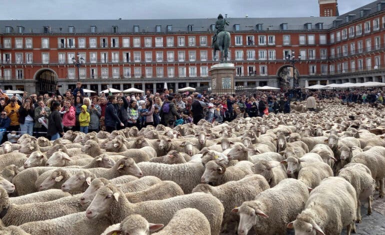 Madrid suspende la Fiesta de la Trashumancia por la enfermedad de la lengua azul 