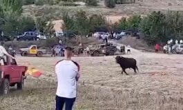 PACMA denuncia la muerte de un toro en Tendilla (Guadalajara) tras embestir a un todoterreno 