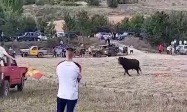 PACMA denuncia la muerte de un toro en Tendilla (Guadalajara) tras embestir a un todoterreno 