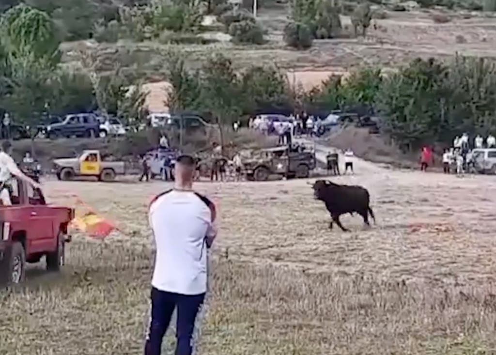 PACMA denuncia la muerte de un toro en Tendilla (Guadalajara) tras embestir a un todoterreno 