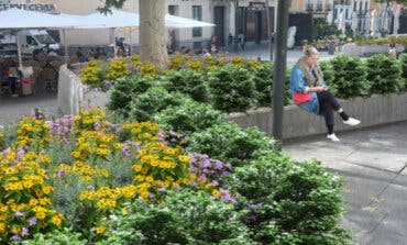 Madrid reformará la Plaza de Tirso de Molina que contará 46 nuevos árboles