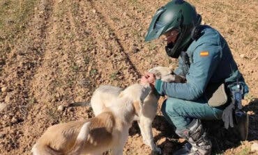 Detenido en Guadalajara un hombre que habría apaleado a un perro hasta la muerte 