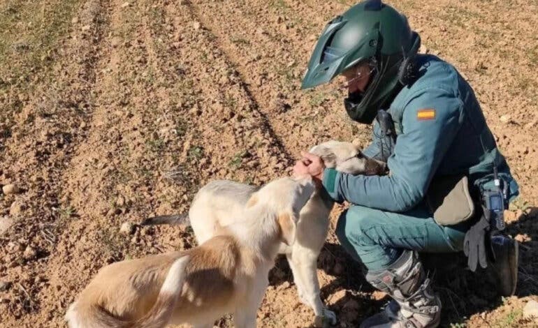 Detenido en Guadalajara un hombre que habría apaleado a un perro hasta la muerte 