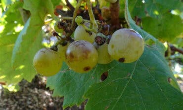 Descubren en Madrid una variedad de uva centenaria que se creía desaparecida