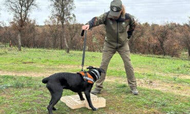 La Comunidad de Madrid incorpora dos perros especializados para investigar los incendios forestales