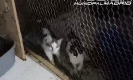 Rescatan a más de 50 gatos en pésimas condiciones en el local de una protectora en Madrid