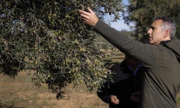 Comienza la cosecha de aceituna de la Denominación de Origen Protegida Aceite de Madrid