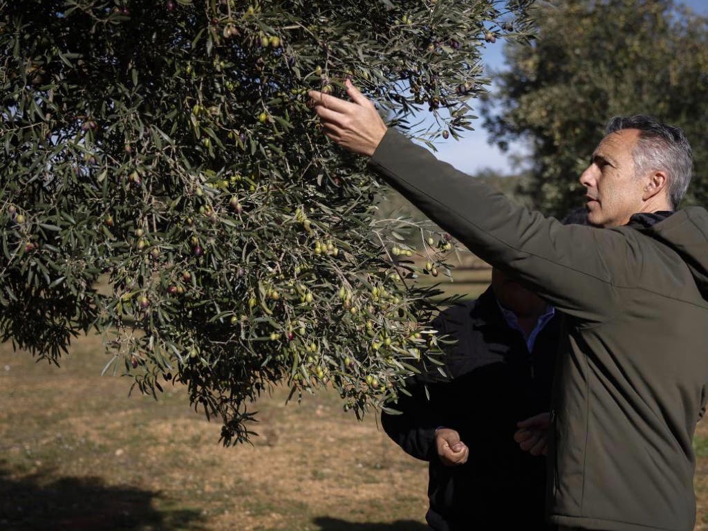 Comienza la cosecha de aceituna de la Denominación de Origen Protegida Aceite de Madrid