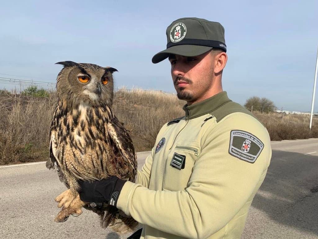 Rescatan en Alcalá de Henares a un búho real herido en las vías del tren 