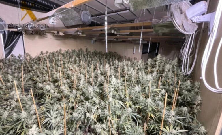 Cuatro detenidos por cultivar marihuana en una nave de Arganda del Rey 