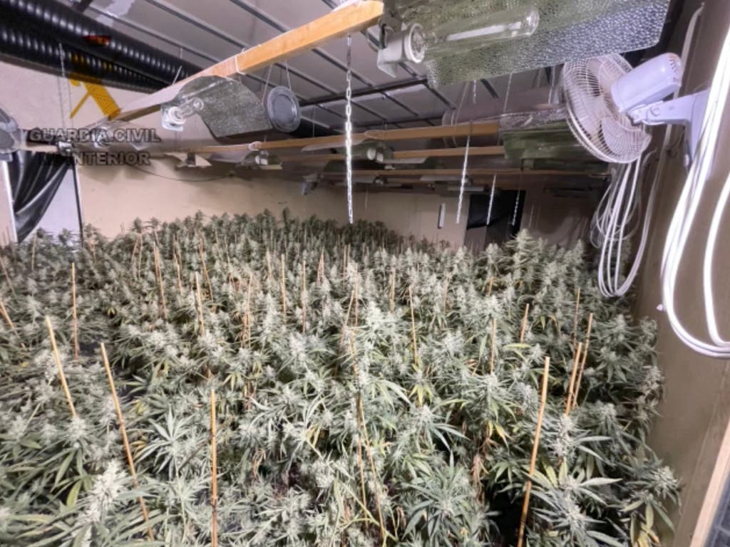 Cuatro detenidos por cultivar marihuana en una nave de Arganda del Rey 