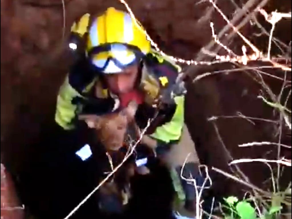 Los Bomberos de Guadalajara rescatan a un perro que había caído a un pozo