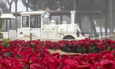2.200 flores de Pascua, iluminación navideña y un tren gratuito para recorrer el tercer parque más grande de Madrid