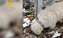 Continúa en Loeches la búsqueda de más restos del bebé arrojado a la basura