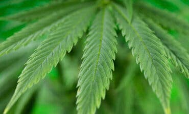 Madrid aprobará en 2025 una nueva normativa para proteger a los jóvenes de los derivados de la marihuana