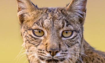 Encuentran decapitado y tiroteado a un lince ibérico en una finca de El Molar 