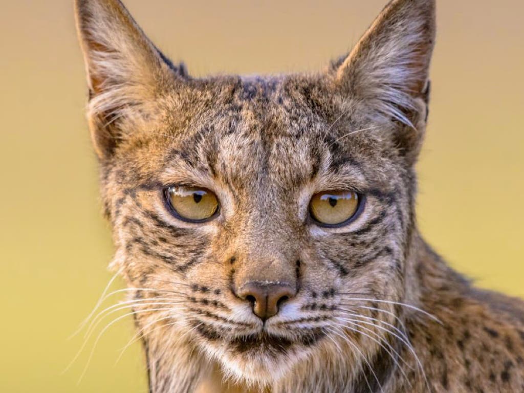 Encuentran decapitado y tiroteado a un lince ibérico en una finca de El Molar 