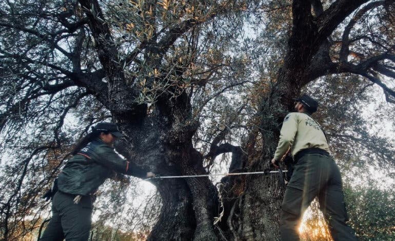 Descubren en Campo Real un olivo «gigante» que será catalogado como árbol singular 